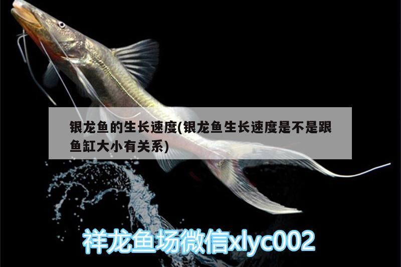 銀龍魚的生長速度(銀龍魚生長速度是不是跟魚缸大小有關系)