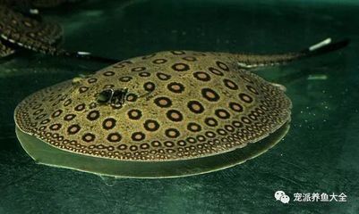 金龍魚哪個(gè)品種最受歡迎，金龍魚1:1和金龍魚2:1有什么區(qū)別