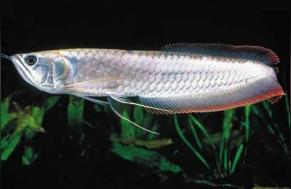 印尼虎魚多少溫度飼養最好:印尼虎魚多少溫度飼養最好印尼虎魚多少溫度飼養最好 如何刺激龍魚開口:仟湖傲深異型飼料怎么樣 仟湖 如何刺激龍魚開口:仟湖傲深異型飼料怎么樣 如何刺激龍魚開口:仟湖傲深異型飼料怎么樣 仟湖
