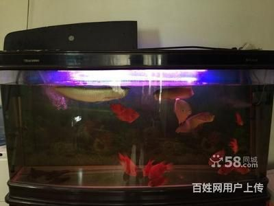 80cm魚缸可以養銀龍嗎圖片:銀龍魚的飼養方法 魚缸百科 第4張 80cm魚缸可以養銀龍嗎圖片:銀龍魚的飼養方法 80cm魚缸可以養銀龍嗎圖片:銀龍魚的飼養方法 魚缸百科 第4張