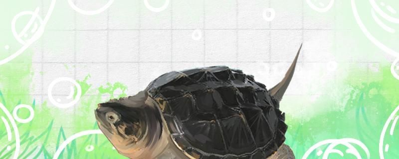 鱷魚(yú)龜?shù)霸趺捶趸趸笤趺答B(yǎng) 鱷魚(yú)龜?shù)霸趺捶趸趸笤趺答B(yǎng) 元寶鳳凰魚(yú)百科 第1張