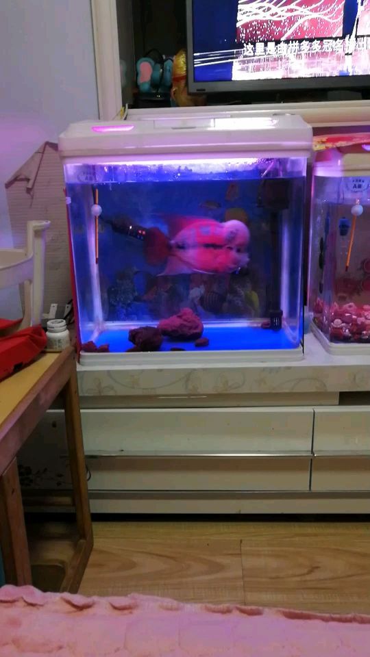 順平縣鑫淼森觀賞魚店