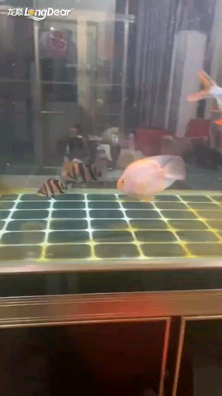 轉發633