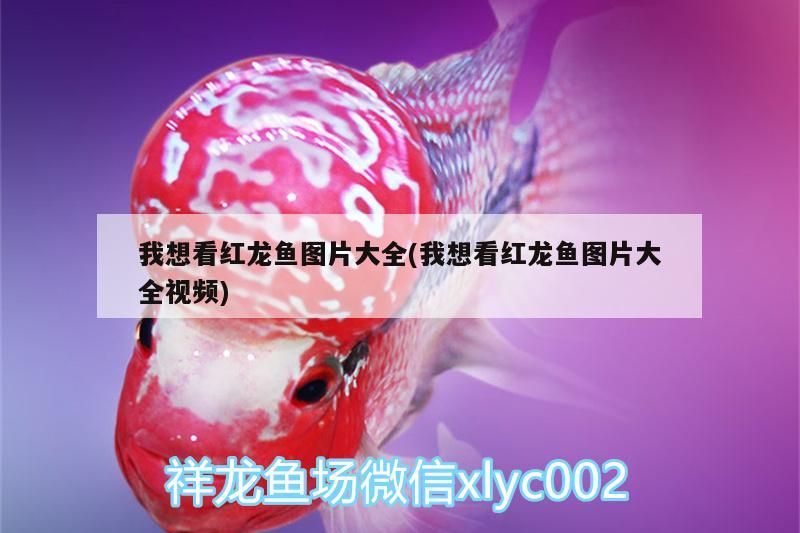 我想看紅龍魚圖片大全(我想看紅龍魚圖片大全視頻)