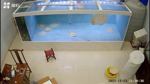 養魟魚過濾棉多久洗一次：養魟魚時過濾棉多久洗一次