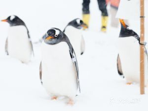 小樽水族館官網地址：小樽水族館游玩攻略
