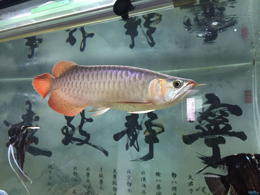 紅龍魚批發市場：紅龍魚批發市場價格波動趨勢