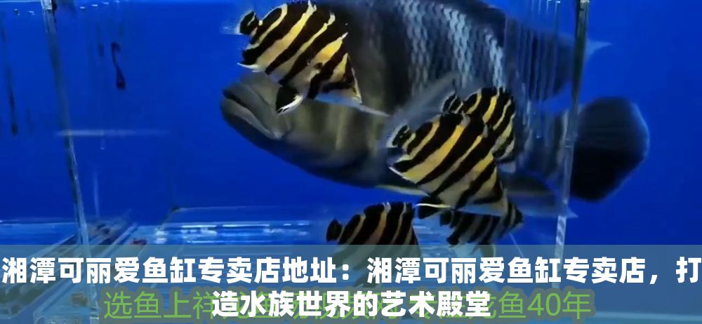 湘潭可麗愛魚缸專賣店地址：湘潭可麗愛魚缸專賣店，打造水族世界的藝術(shù)殿堂