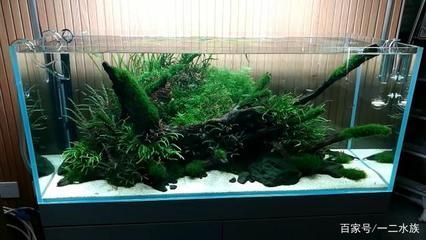 湘潭可麗愛魚缸專賣店地址：湘潭可麗愛魚缸專賣店，打造水族世界的藝術(shù)殿堂