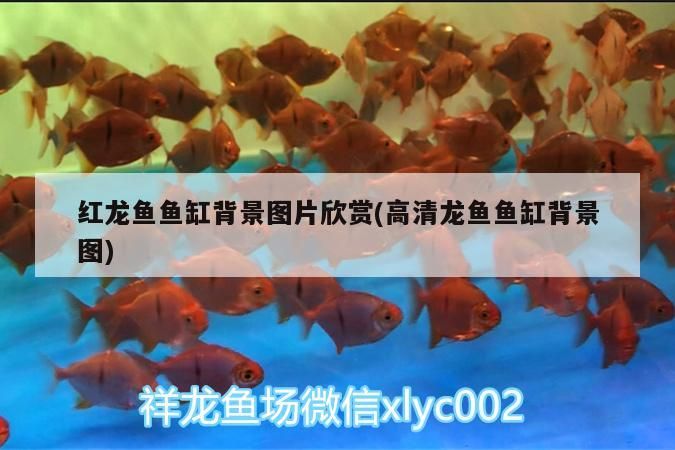 小過背金龍魚好養(yǎng)嗎（ 小過背金龍魚視頻）