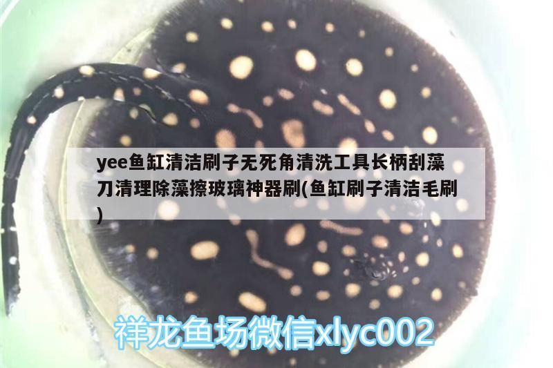 yee魚缸清潔刷子無死角清洗工具長柄刮藻刀清理除藻擦玻璃神器刷(魚缸刷子清潔毛刷)