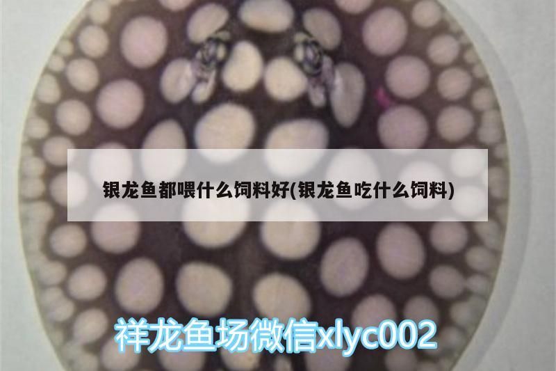 銀龍魚都喂什么飼料好(銀龍魚吃什么飼料)