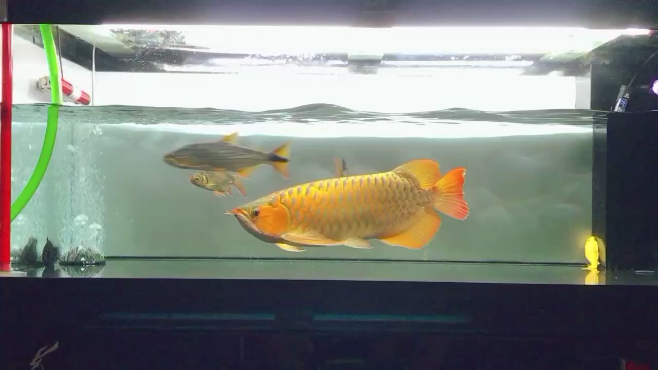 中山觀賞魚市場老版孟吉爾