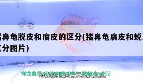 魚缸過濾器選購指南:自制魚缸過濾器魚缸上置過濾器對于養魚愛好者的必備知識 豬鼻龜脫皮和腐皮的區分(豬鼻龜腐皮和蛻皮區分圖片) 豬鼻龜百科 豬鼻龜脫皮和腐皮的區分(豬鼻龜腐皮和蛻皮區分圖片) 豬鼻龜脫皮和腐皮的區分(豬鼻龜腐皮和蛻皮區分圖片) 豬鼻龜百科