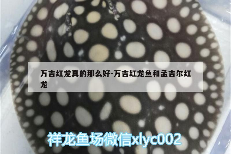 萬吉紅龍真的那么好:萬吉紅龍魚和孟吉爾紅龍