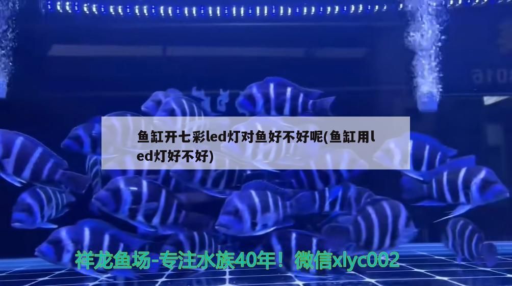 魚缸開七彩led燈對魚好不好呢(魚缸用led燈好不好)
