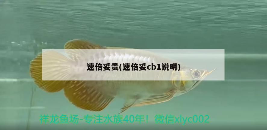 龍魚怕什么 速倍妥貴(速倍妥cb1說明) 速倍妥 速倍妥貴(速倍妥cb1說明) 速倍妥貴(速倍妥cb1說明) 速倍妥