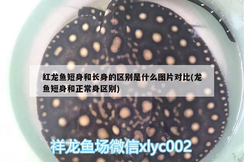 紅龍魚(yú)短身和長(zhǎng)身的區(qū)別是什么圖片對(duì)比(龍魚(yú)短身和正常身區(qū)別)