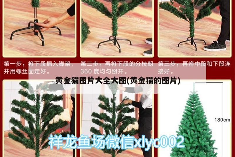黃金貓圖片大全大圖(黃金貓的圖片)