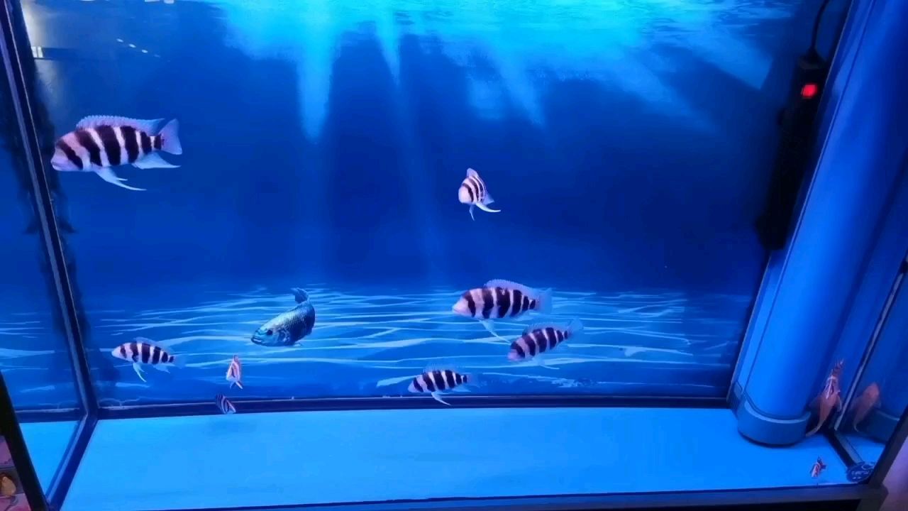 不想養了！ 不想養了！ 龍魚論壇