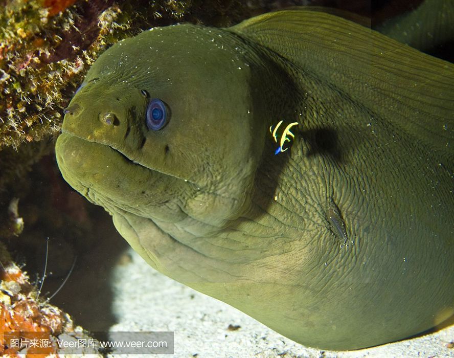 黃金貓魚繁殖氧氣供應技巧（繁殖黃金貓魚的氧氣供應技巧）