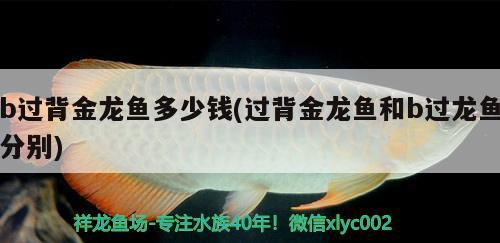 b過背金龍魚多少錢(過背金龍魚和b過龍魚分別)