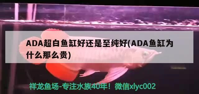 魚缸綠藻的危害圖片 魚缸綠藻的危害圖片大全