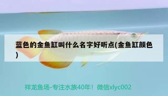 藍色的金魚缸叫什么名字好聽點(金魚缸顏色)