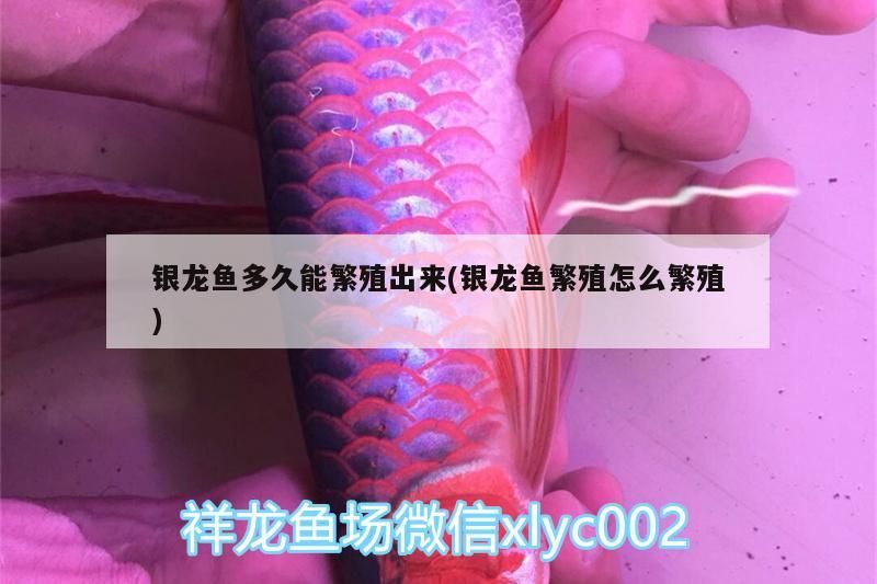 銀龍魚多久能繁殖出來(銀龍魚繁殖怎么繁殖)