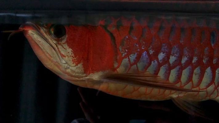 金龍魚必須開燈嗎vs祥龍魚場：金龍魚養殖需要開燈嗎