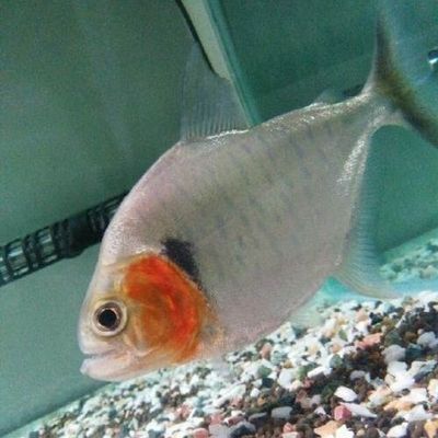 虎魚可以單養嗎？：虎魚可以單養嗎，