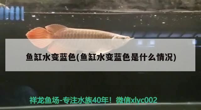 魚缸水變藍色(魚缸水變藍色是什么情況) 魚缸水變藍色(魚缸水變藍色是什么情況) 觀賞魚百科