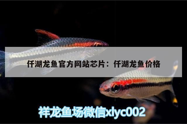 仟湖龍魚官方網站芯片:仟湖龍魚價格