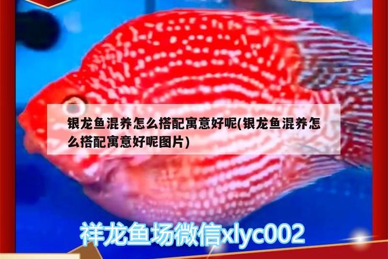 銀龍魚混養怎么搭配寓意好呢(銀龍魚混養怎么搭配寓意好呢圖片)