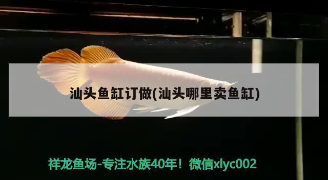 汕頭魚缸訂做(汕頭哪里賣魚缸)