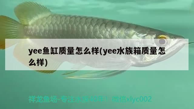 yee魚缸質量怎么樣(yee水族箱質量怎么樣)