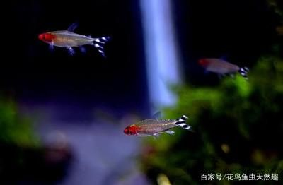 白色的熱帶觀賞魚叫什么魚（如何飼養(yǎng)白色的熱帶觀賞魚） 白色的熱帶觀賞魚叫什么魚（如何飼養(yǎng)白色的熱帶觀賞魚） 馬印水族 第3張