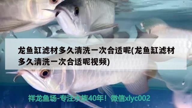 溫州哪里有賣魚缸濾材的地方啊圖片(溫州哪里有賣魚缸濾材的地方啊圖片) 元寶鳳凰魚百科 第2張 溫州哪里有賣魚缸濾材的地方啊圖片(溫州哪里有賣魚缸濾材的地方啊圖片) 溫州哪里有賣魚缸濾材的地方啊圖片(溫州哪里有賣魚缸濾材的地方啊圖片) 元寶鳳凰魚百科 第2張