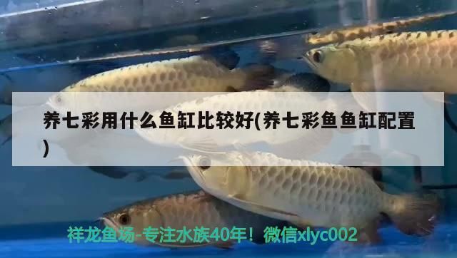 溫州哪里有賣魚缸濾材的地方啊圖片(溫州哪里有賣魚缸濾材的地方啊圖片) 元寶鳳凰魚百科 第1張 溫州哪里有賣魚缸濾材的地方啊圖片(溫州哪里有賣魚缸濾材的地方啊圖片) 溫州哪里有賣魚缸濾材的地方啊圖片(溫州哪里有賣魚缸濾材的地方啊圖片) 元寶鳳凰魚百科 第1張