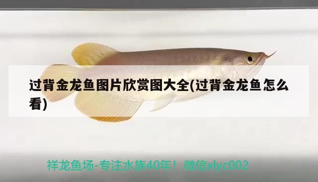 過背金龍魚圖片欣賞圖大全(過背金龍魚怎么看)