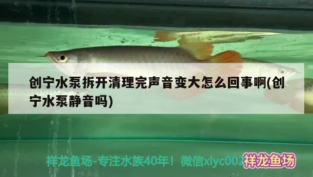 創寧水泵拆開清理完聲音變大怎么回事啊(創寧水泵靜音嗎) 創寧水泵拆開清理完聲音變大怎么回事啊(創寧水泵靜音嗎) 創寧水族