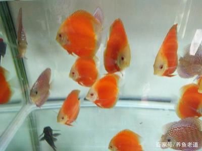 高檔觀賞魚有哪些種類（高檔觀賞魚品種大全帶圖片分享36種觀賞魚品種大全）