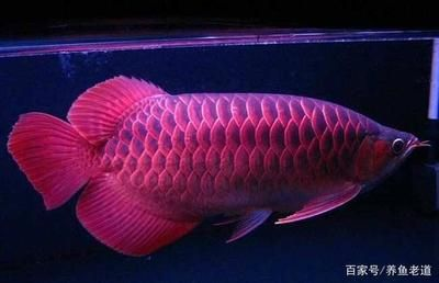 高檔觀賞魚有哪些種類（高檔觀賞魚品種大全帶圖片分享36種觀賞魚品種大全）