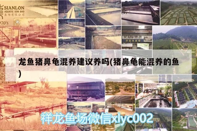 龍魚豬鼻龜混養建議養嗎(豬鼻龜能混養的魚)