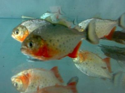虎魚怎么喂食食物：虎魚怎么喂食食物虎魚喂食的注意事項