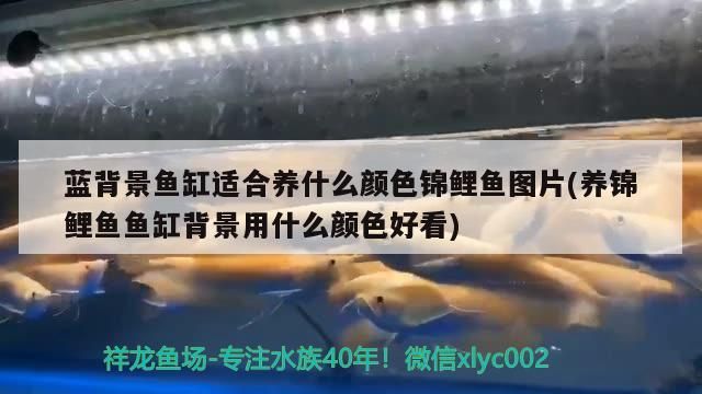 藍背景魚缸適合養什么顏色錦鯉魚圖片(養錦鯉魚魚缸背景用什么顏色好看)