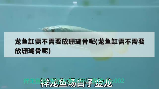 龍魚缸需不需要放珊瑚骨呢(龍魚缸需不需要放珊瑚骨呢)