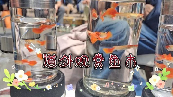 漢川哪有觀賞魚賣的地方（漢川市魚多多水族金魚店觀賞魚品種大揭秘水族箱養護秘籍）