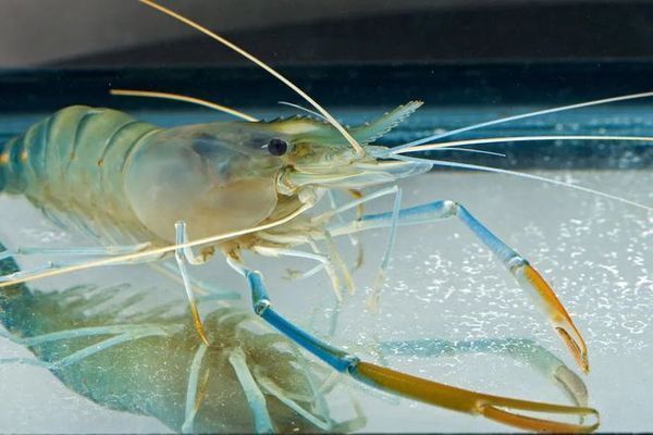 金龍魚飼料中必需微量元素有哪些：金龍魚飼料中微量元素的來(lái)源