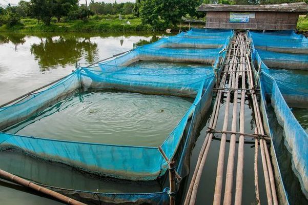 金龍魚飼料中必需微量元素有哪些：金龍魚飼料中微量元素的來(lái)源